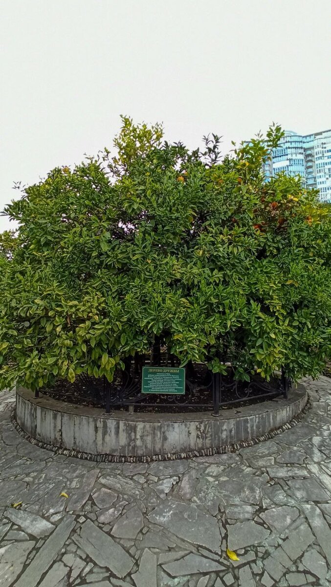 Дерево дружбы, на котором одновременно растут разные цитрусовые.