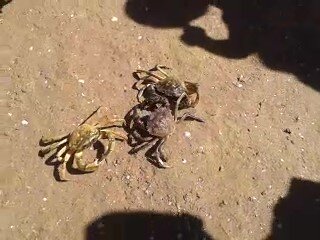 Двое на одного.  Всех троих поймал за один заплыв. К берегу плыл с двумя "бойцами" в правой руке и одним в левой. Ни один из них не пострадал. Все были возвращены в море. 