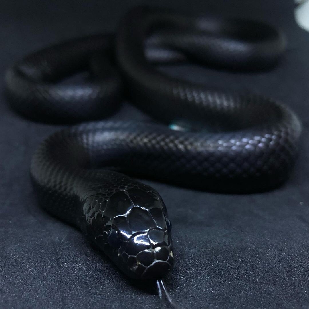 Молодая крапчатая королевская змея Хольбрука ползет на белом фоне