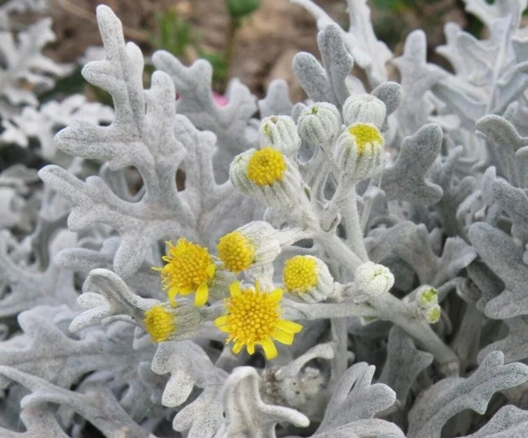 Цинерария Приморская (Senecio cineraria)