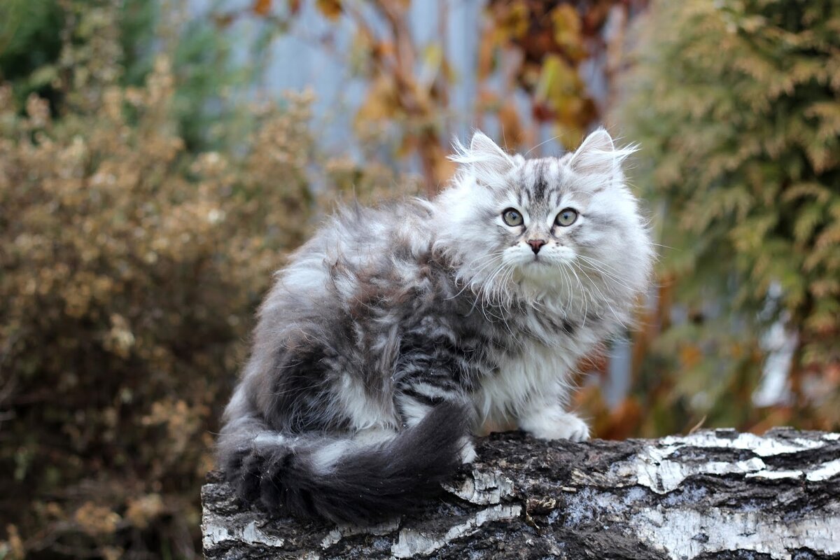 Кот Серый