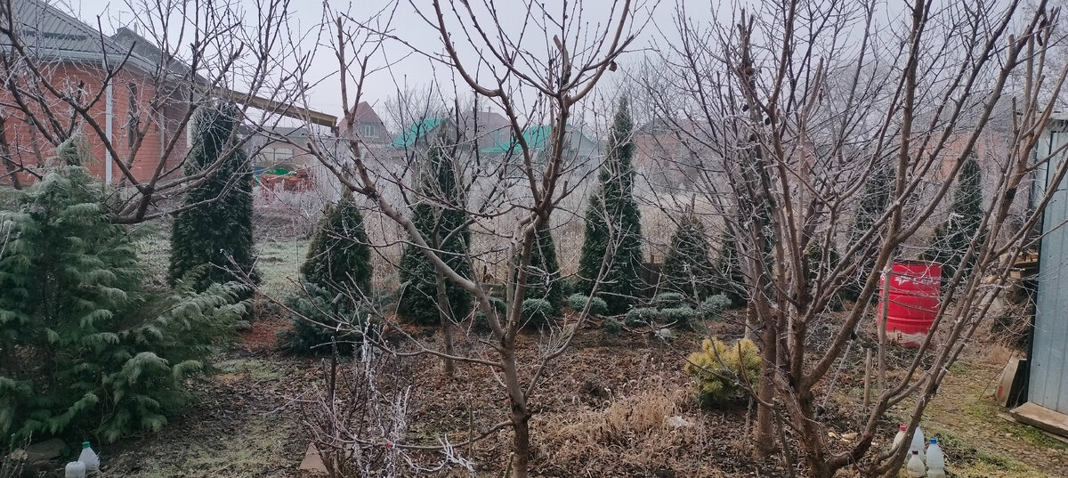 Это вдали виднеются Туи Смарагд высаженные в 2018 году по 40-50 см. Фото от 2023 года