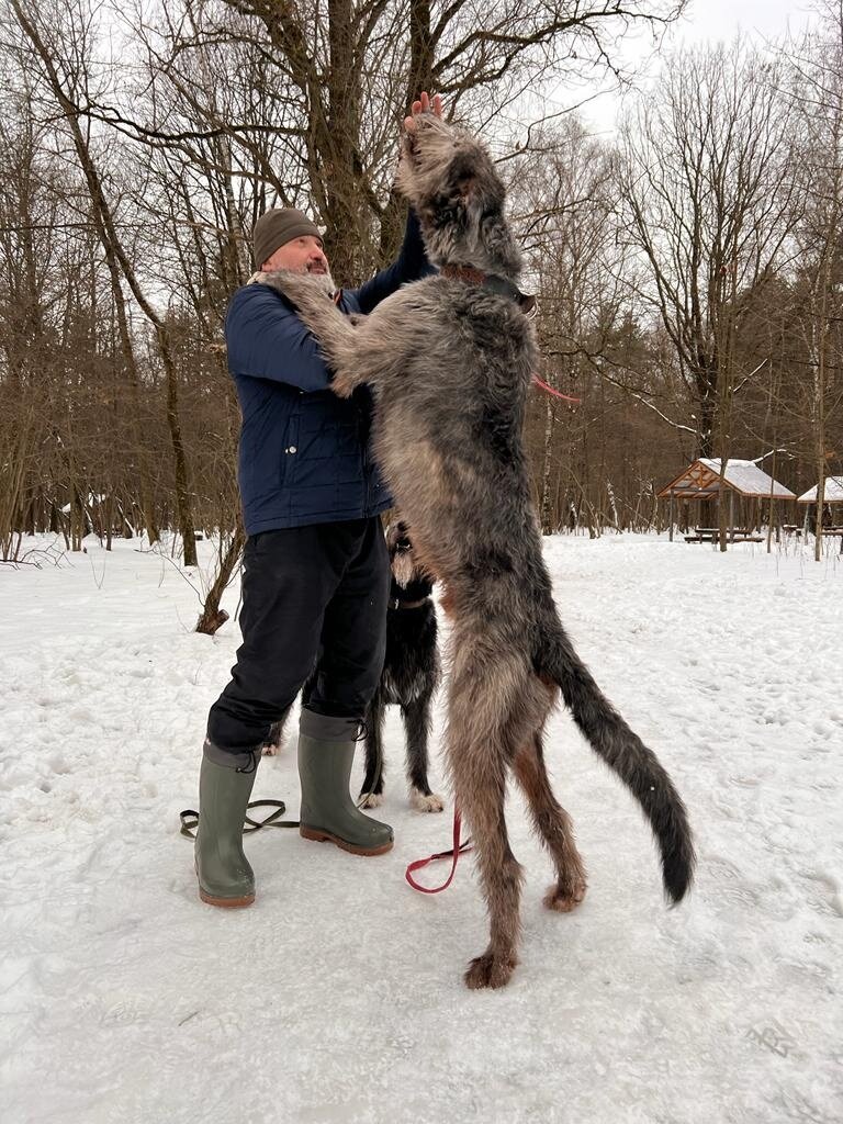 Фото предоставлено питомником ирландский волкодавов "Сокровище кельтов" Вл. И.Титова, г. Кострома