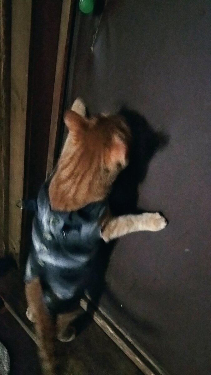 Личное  фото. 