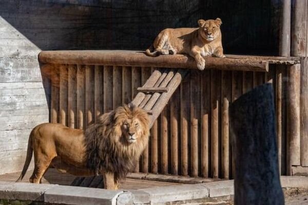 Источник фото: vk.com/rostov_zoo_official