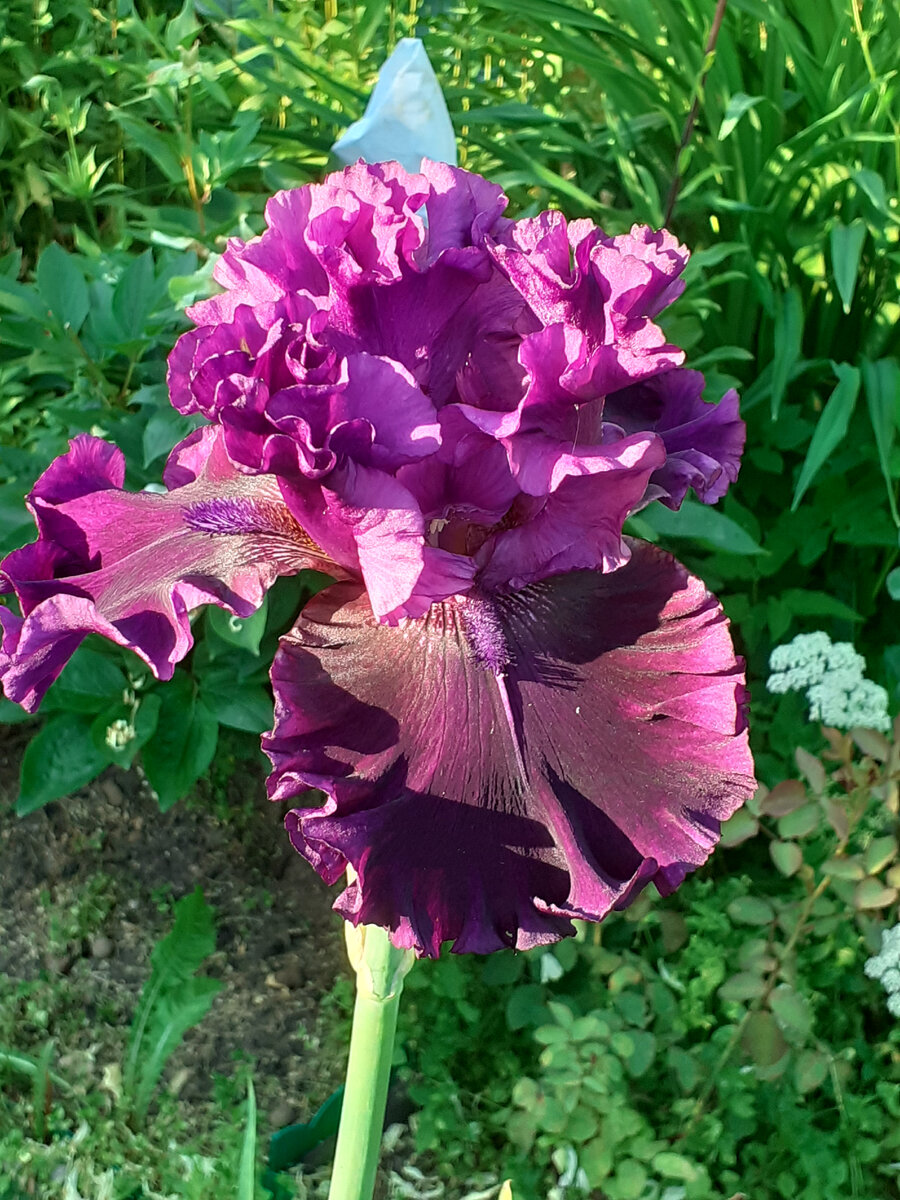 Бородатый ирис Afternoon in Rio в моем саду