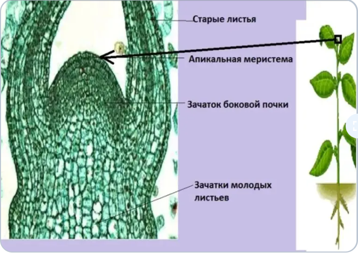 Как выглядит верхушка побега растения под микроскопом