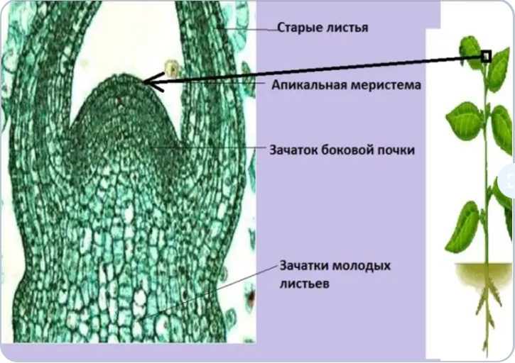 Кончике корня побега