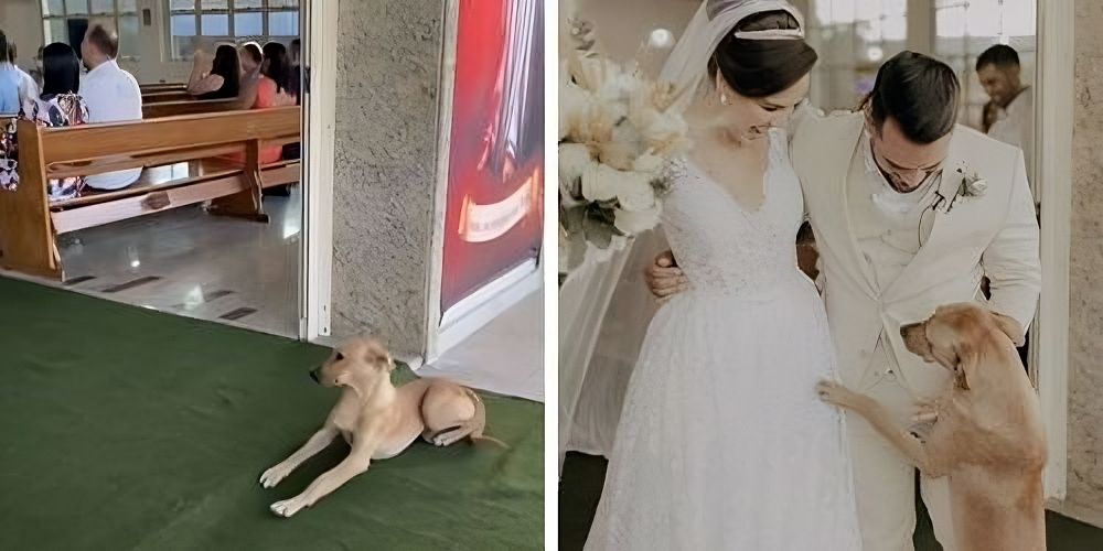 Собака пришла в гости. Свадьба с бродячими псами. Свадьба фото. Собачья свадьба бродячих собак.