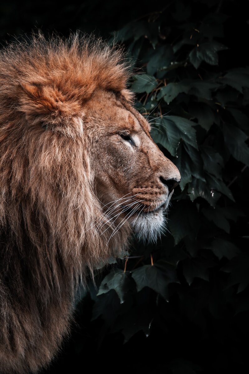 Лев - Фотография авторства Mike van den Bos по лицензии Unsplash