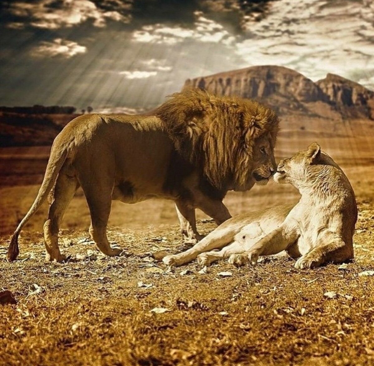 Сколько живут львы в дикой. Львиный Прайд. Саванна Прайд Львов. Африканский Лев Прайд. Прайд Львов в дикой природе.