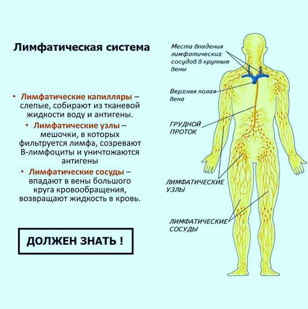 Схема движения лимфы в организме