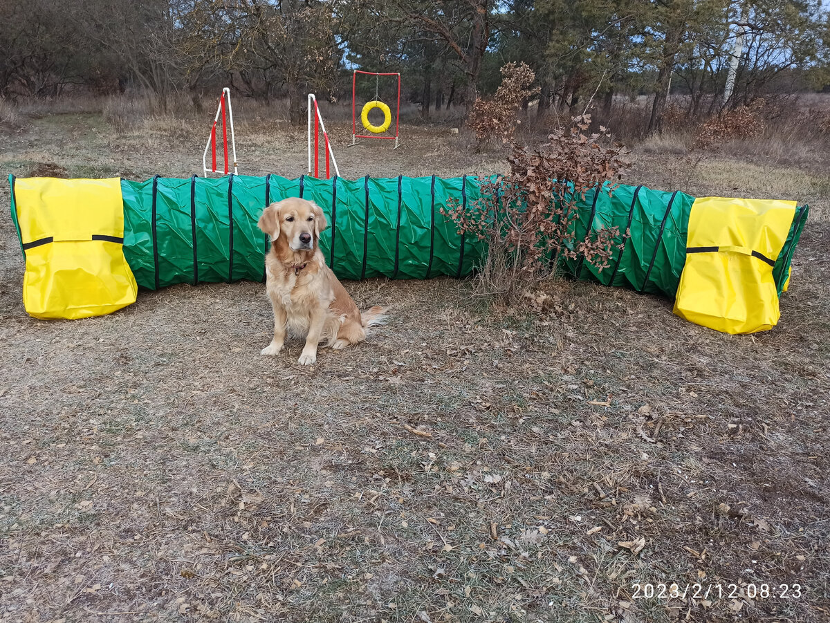 Ляля на фоне нового тоннеля. Мне одной кажется, что новенький тоннель красивее грязненькой собачки?