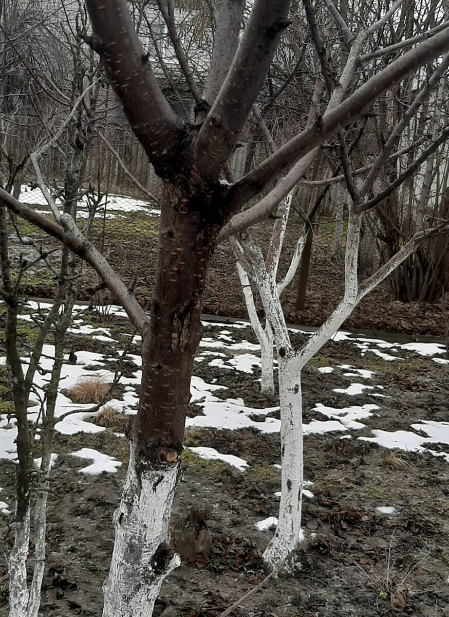 Плодовый сад