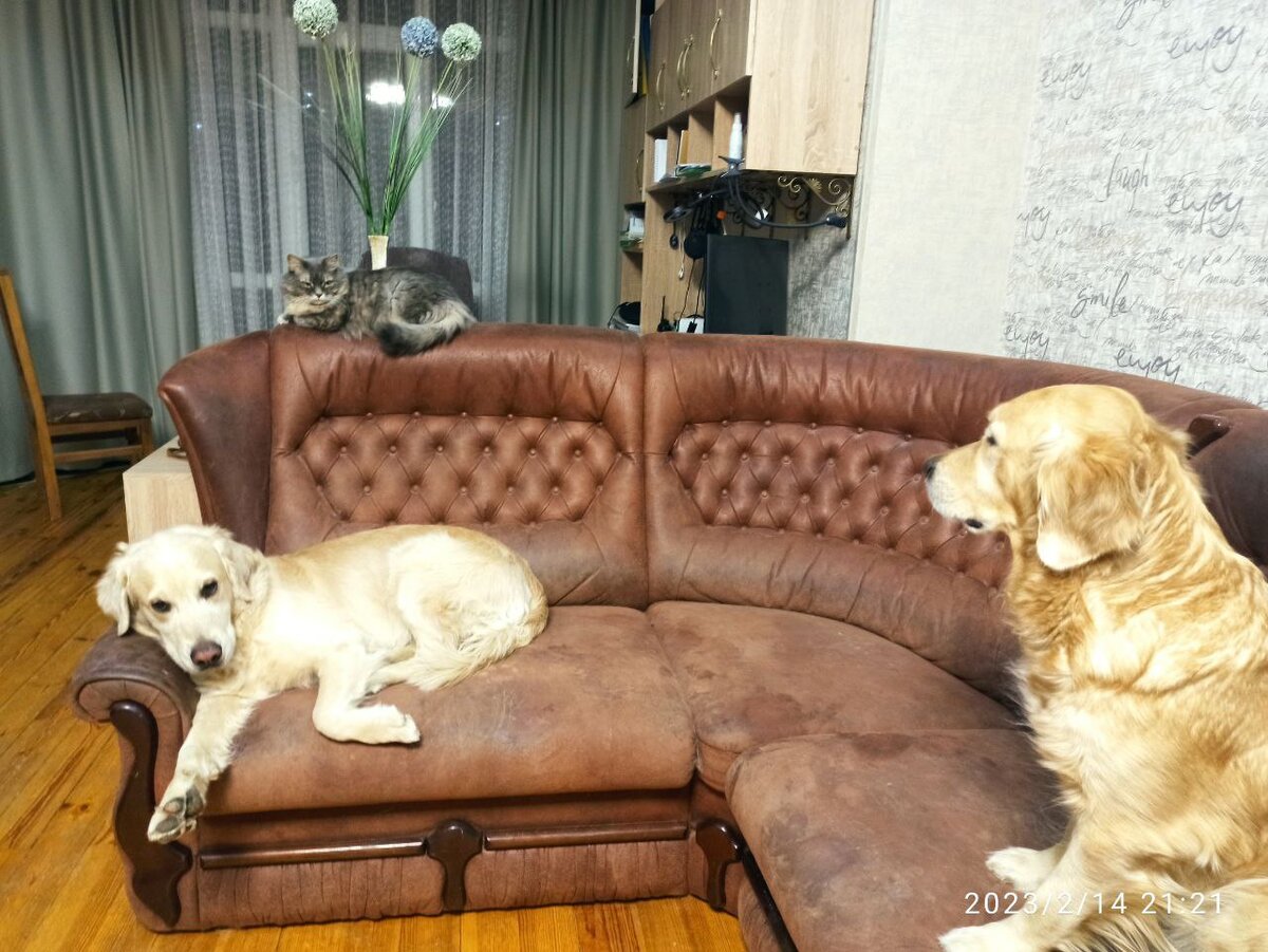 Наши шерстяные домочадцы — дворянская кошка Маняшка и два золотистых ретривера Куба и Ляля