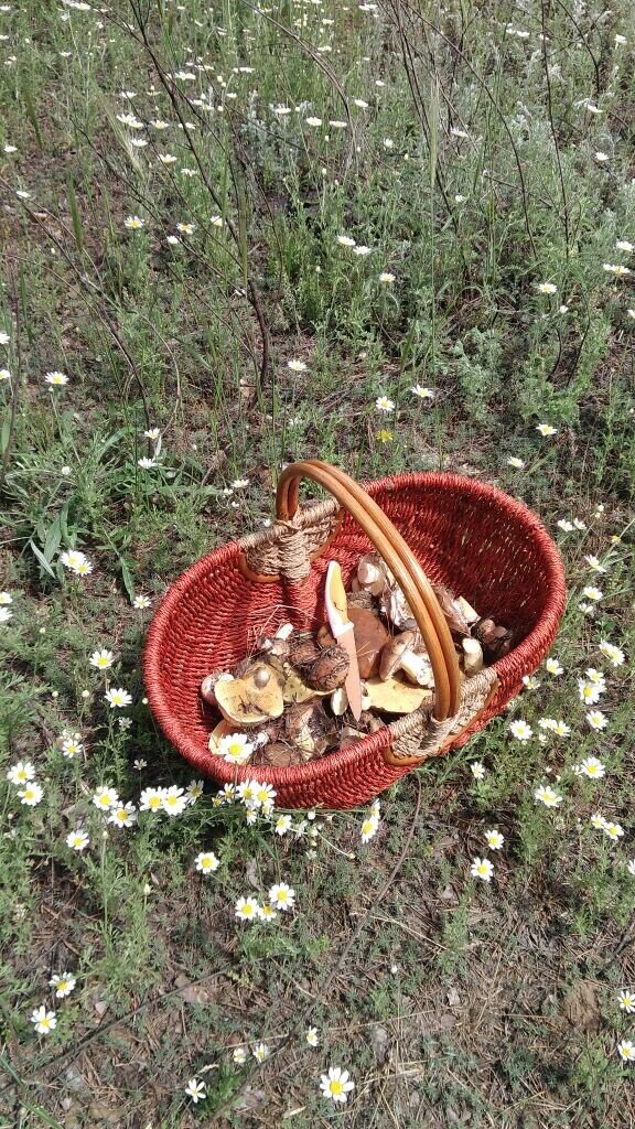 летний сбор маслят. Июнь 2022