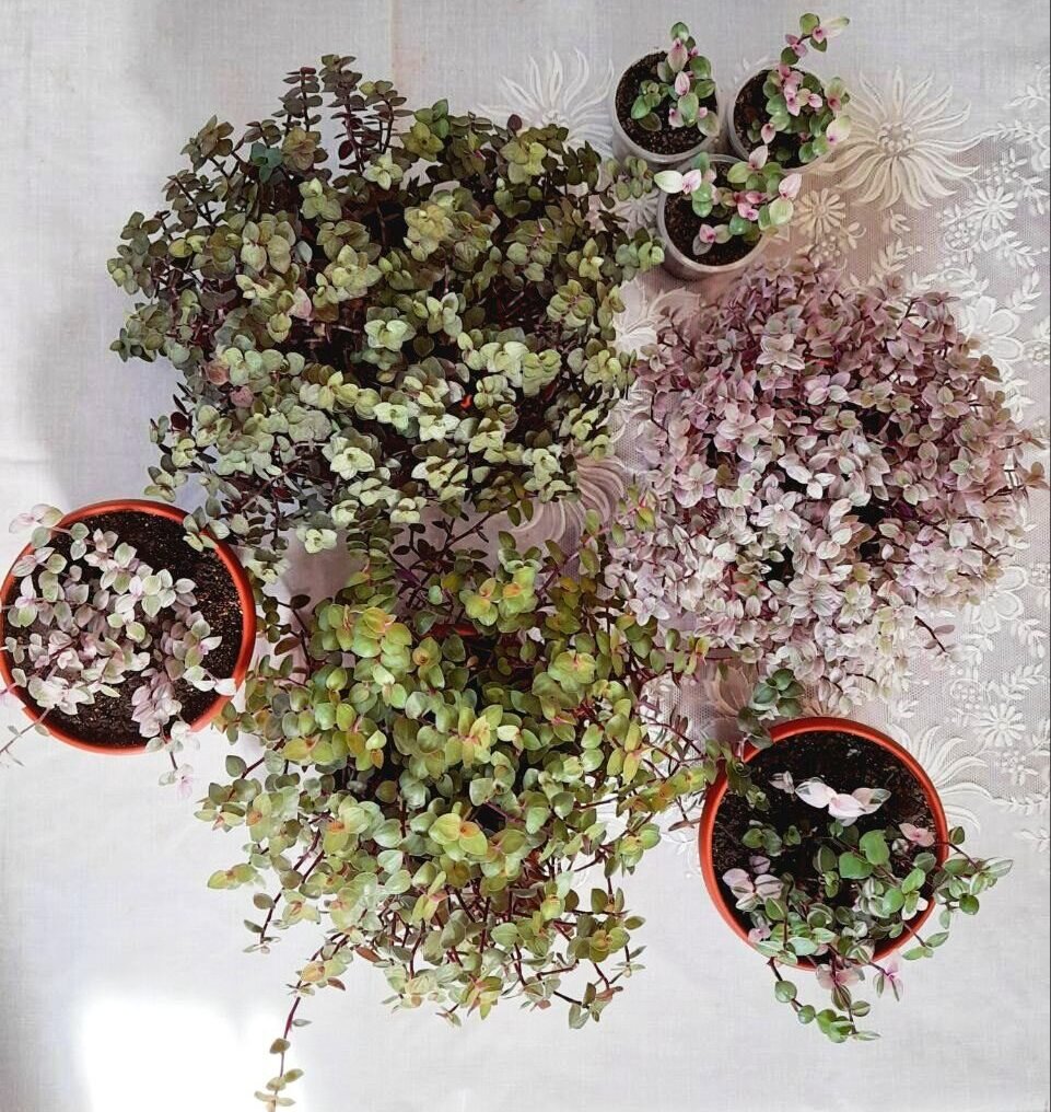 А это моя коллекция мелколистных каллизий. Все 5 сортов. Или их больше? Кто- нибудь знает?