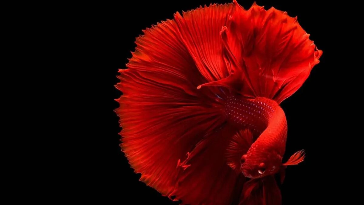 Фото: piqsels.com