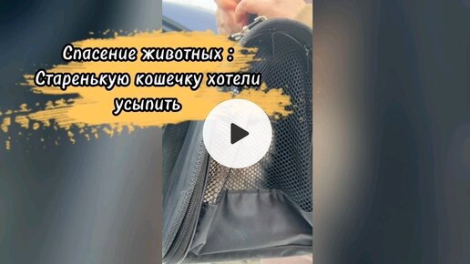 Download Video: Спасение животных / Пополнение в приюте