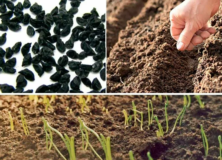 Фотография взята из источника webznayka.ru