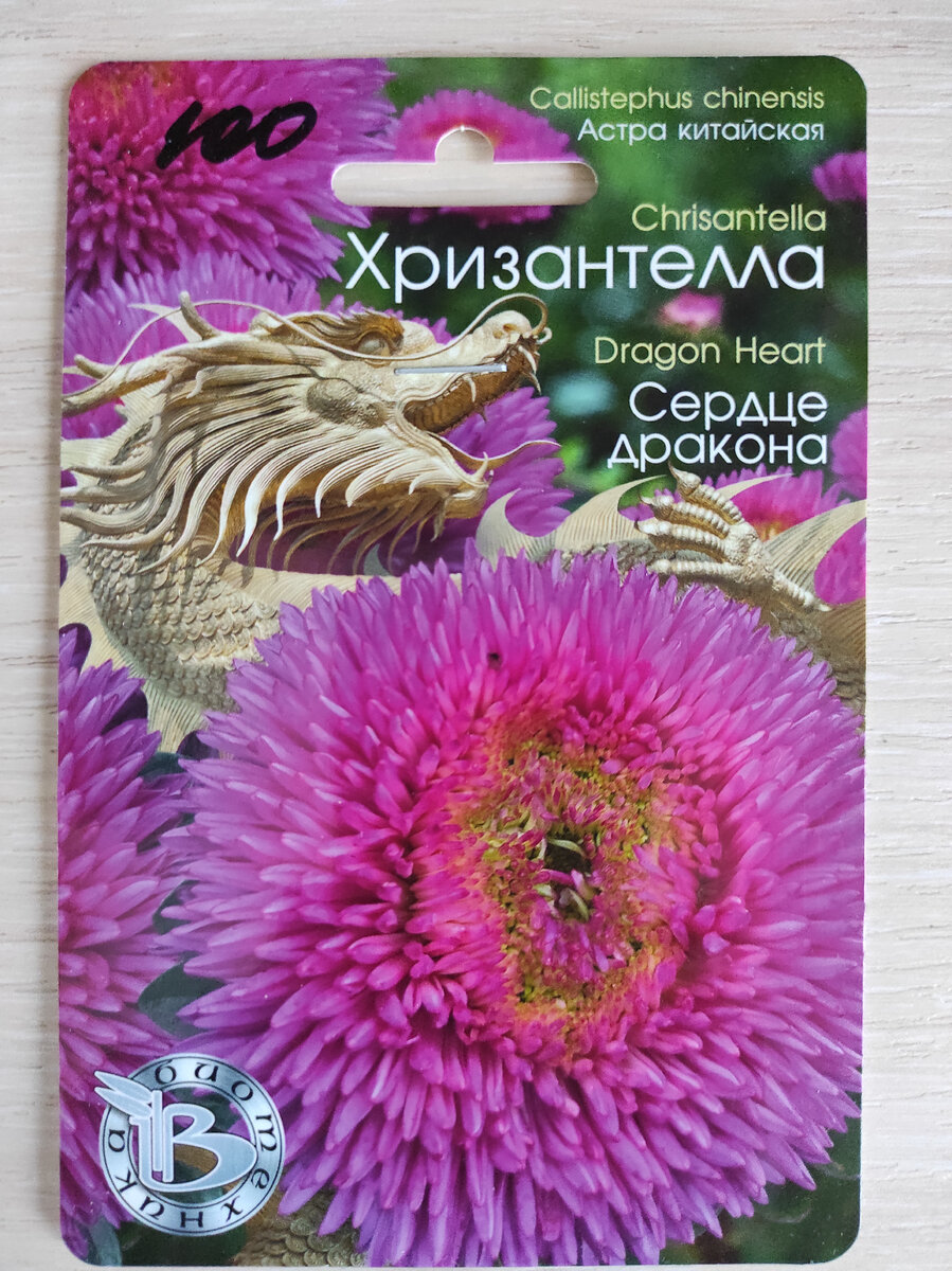 Хризантелла это астра или нет?Истина где-то рядом! | Мой дом, сад и огород  | Дзен