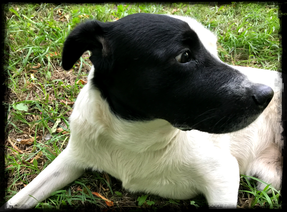 Страшная "бойцовская" собака.