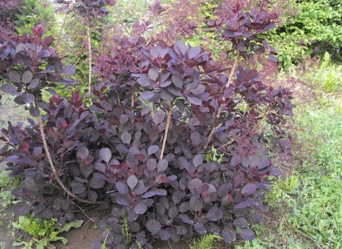 Скумпия Кожевенная Cotinus coggygria