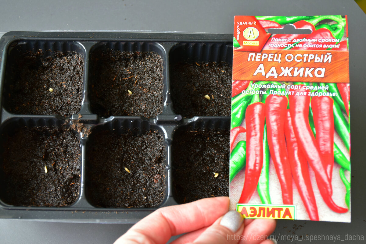 Плохо всходят перцы что делать