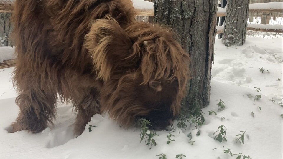 Хайленд. Фото предоставлено пресс-службой зоопарка.  📷
