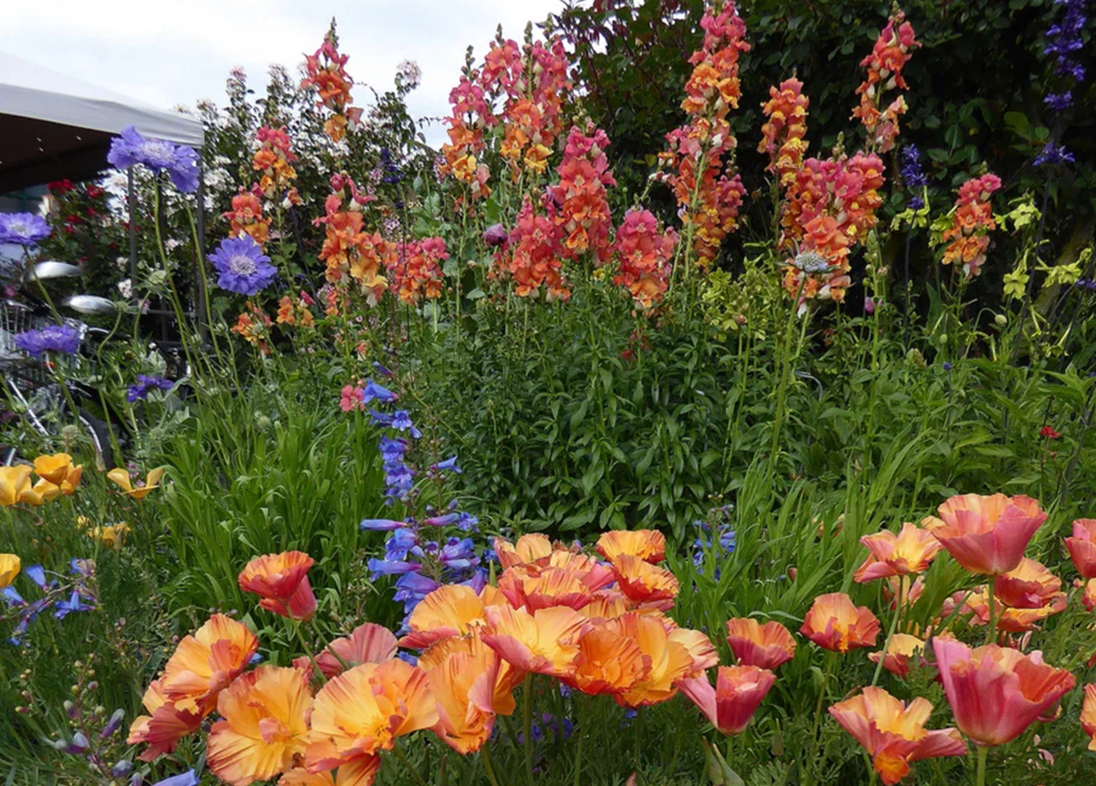 Фото Annie's Annuals & Perennial. Здесь использованы эшшольция "Apricot Chiffon", пенстемон разнолистный "Blue Springs", львиный зев "Chantilly Bronze" и скабиоза кавказская "Fama Blue". 