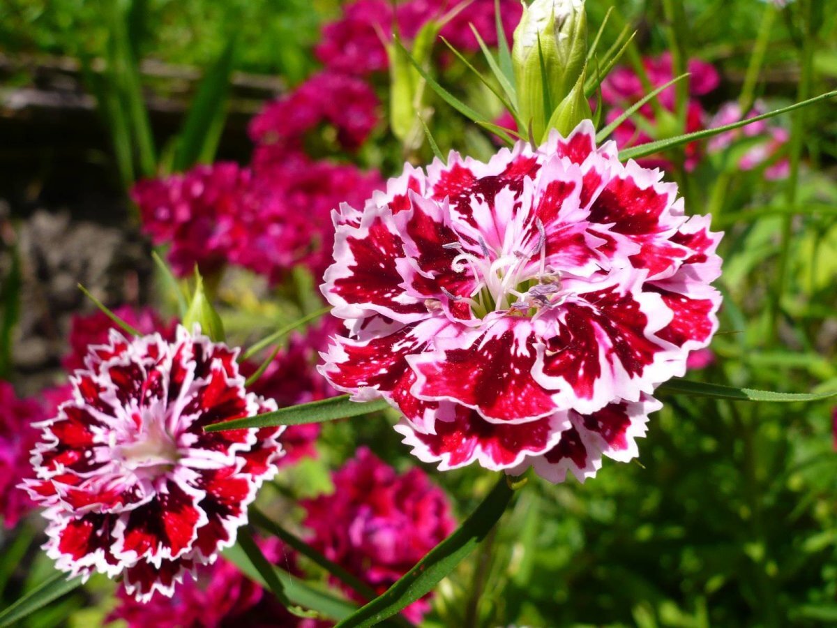 Гвоздика Dianthus chinensis