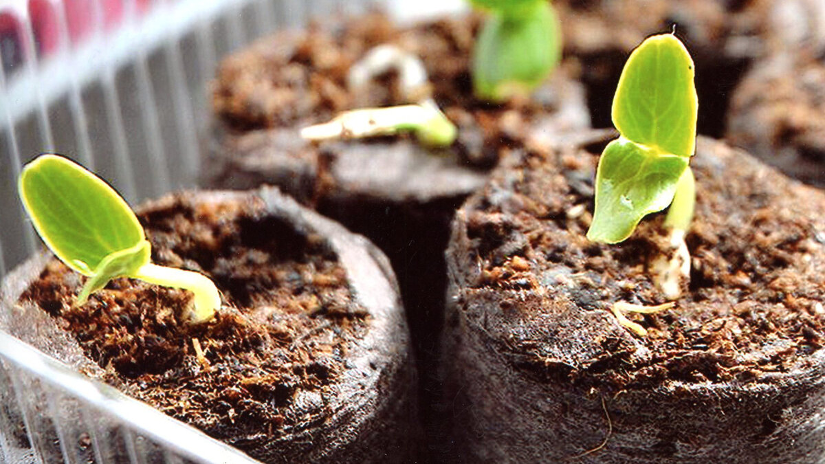 Майл.Картинки