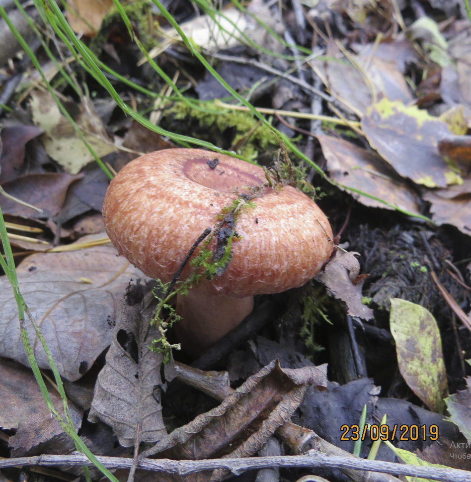 ЧЕРНЫЕ ГРУЗДИ ГОРЯЧИЙ ЗАСОЛ 🍄 ЧЕРНУШКИ #грибы#рецепты