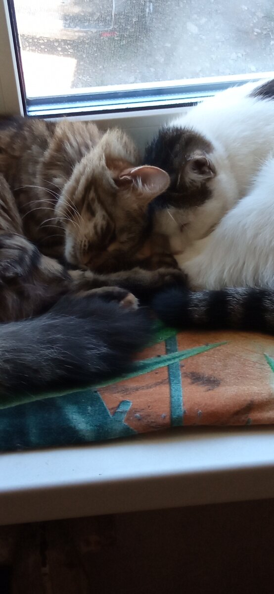 Вот они мои зайчики! 😻