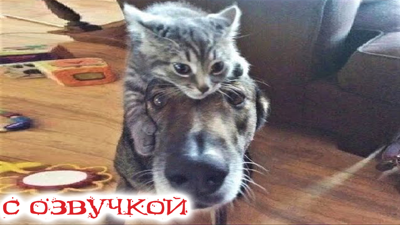 ПРИКОЛЫ С КОТАМИ! САМАЯ СМЕШНАЯ ОЗВУЧКА ЖИВОТНЫХ! СМЕШНЫЕ КОТЫ ДО СЛЁЗ 2023!