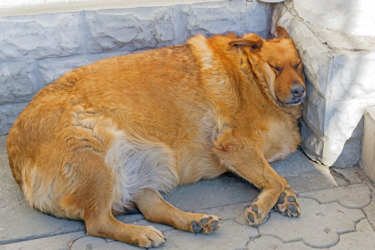 Толстая собака