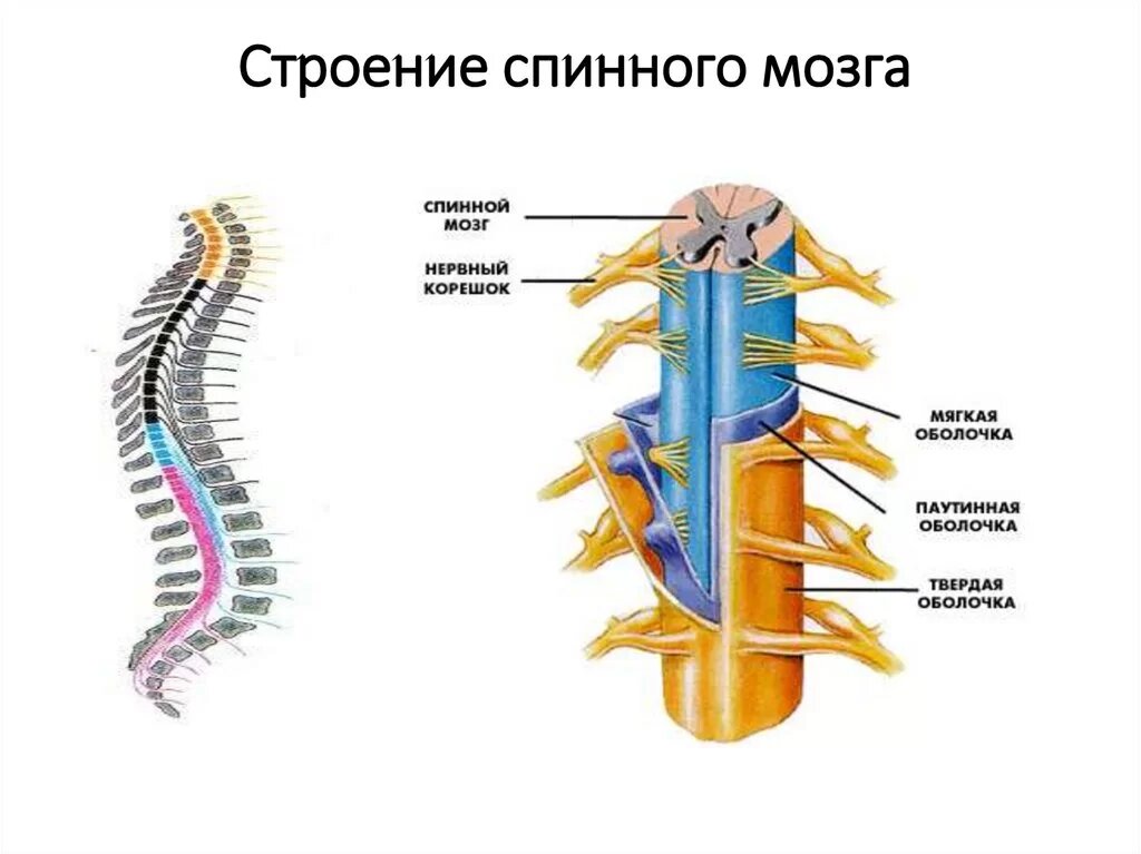 Спинной мозг схемы : нормальная анатомия | e-Anatomy