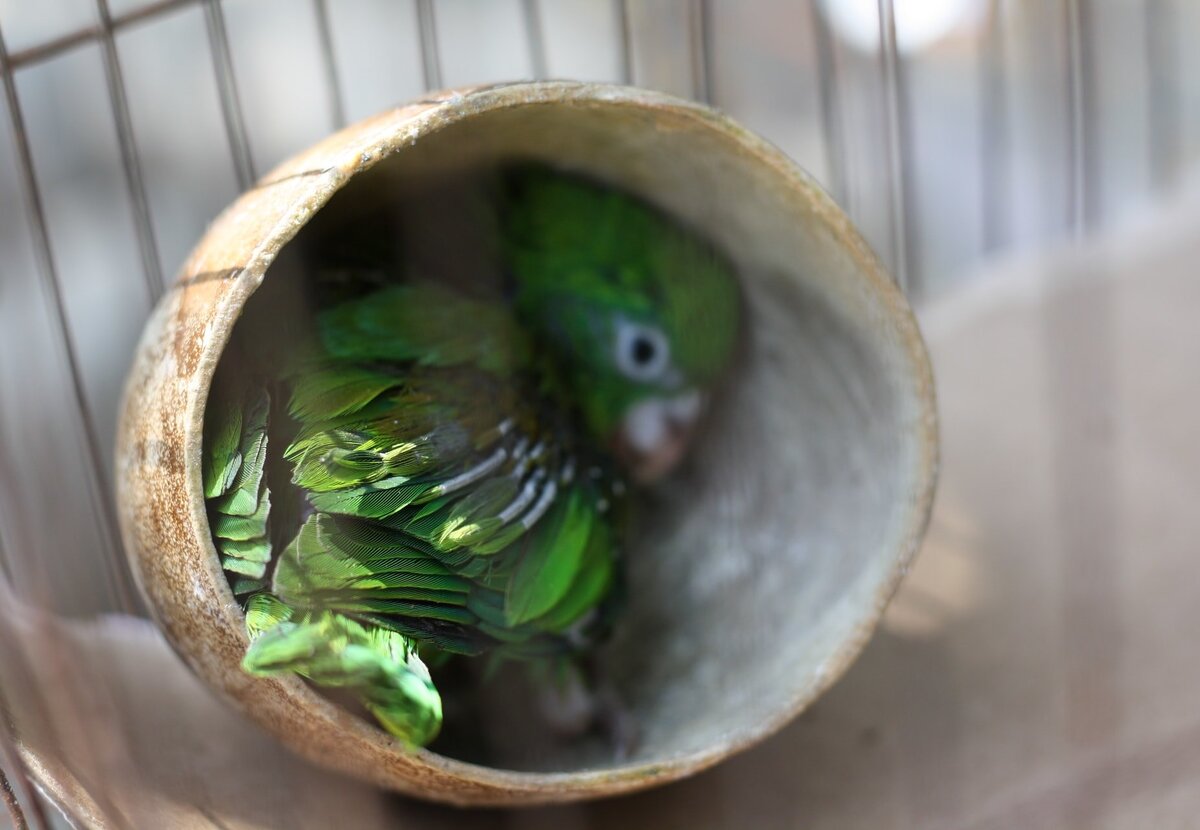     Женщина сделала рентген грустному попугаю и... раскрыла тайну пропавших сокровищ