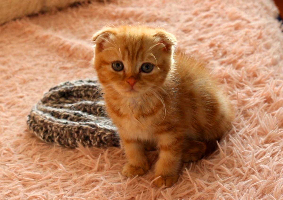 Котёнок Бася в первые дни у нас дома.