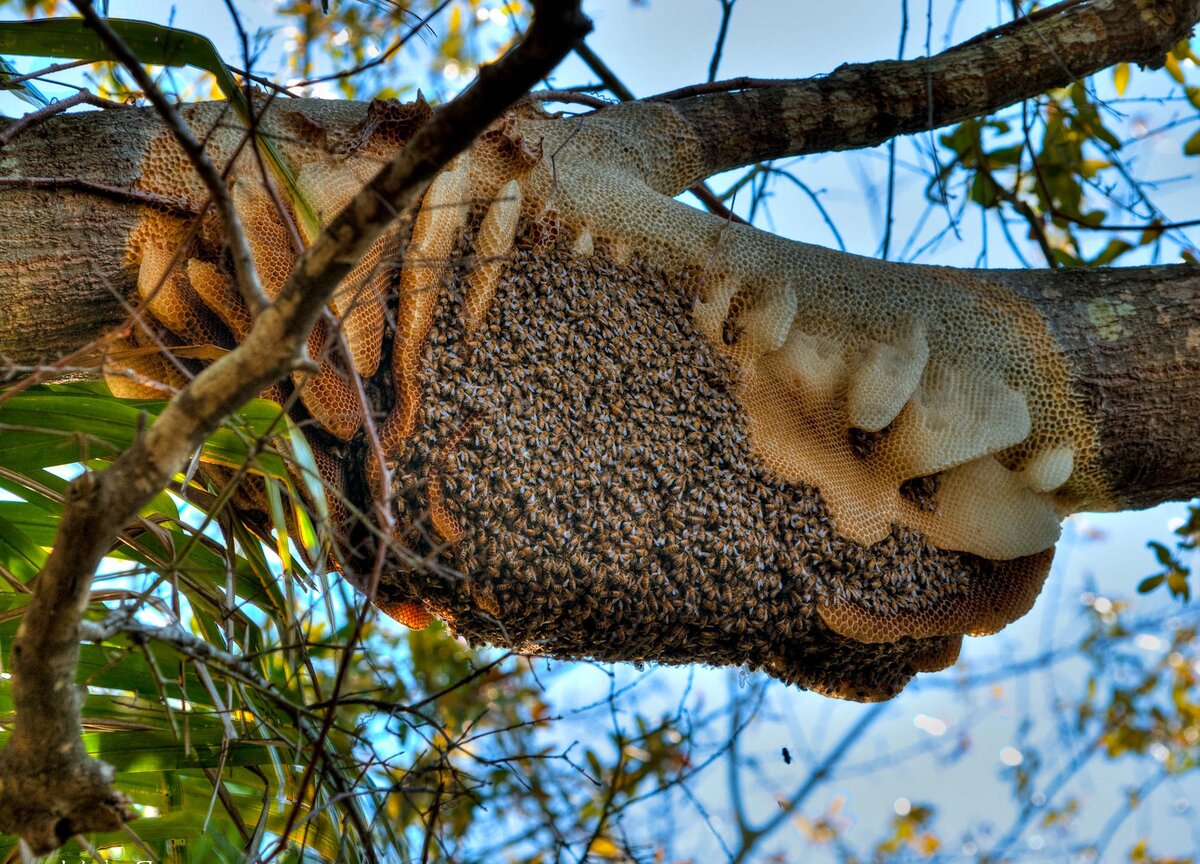 Пчелы на ветке