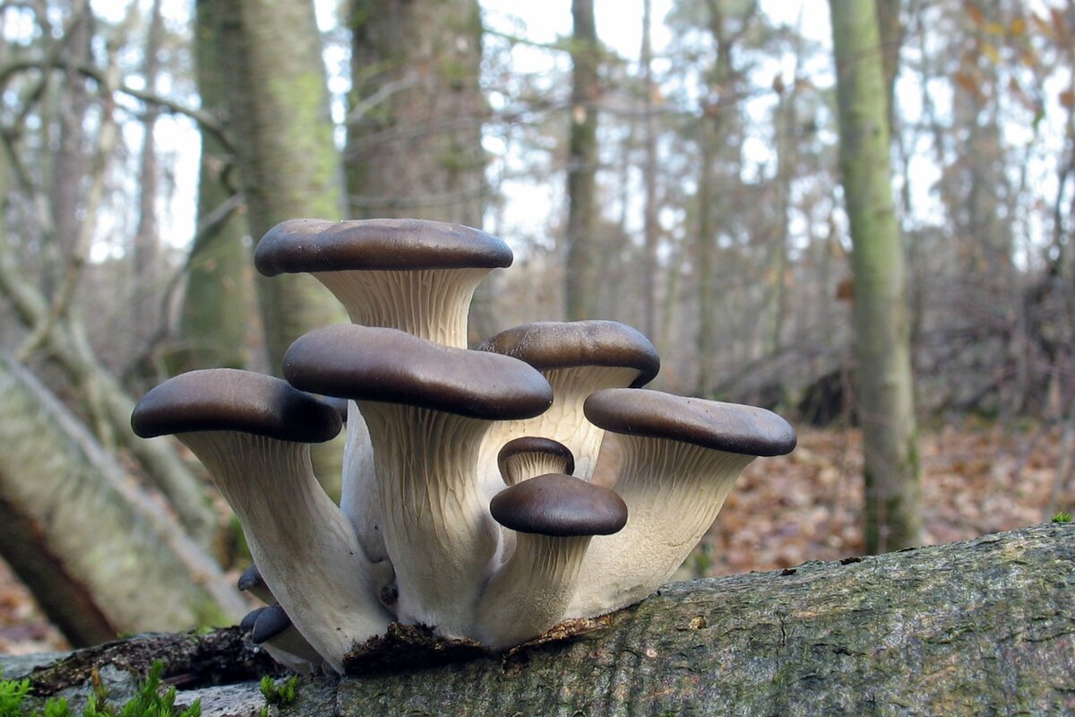 Вёшенка устричная (Pleurotus ostreatus)