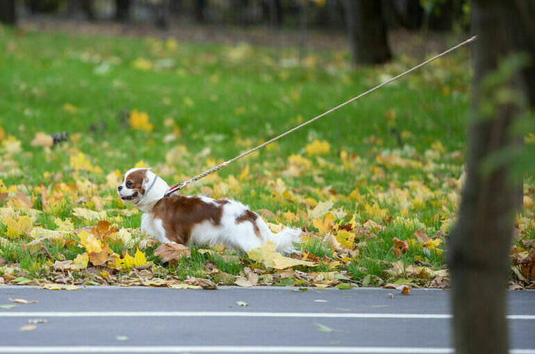   Тимур Ханов/ПГ