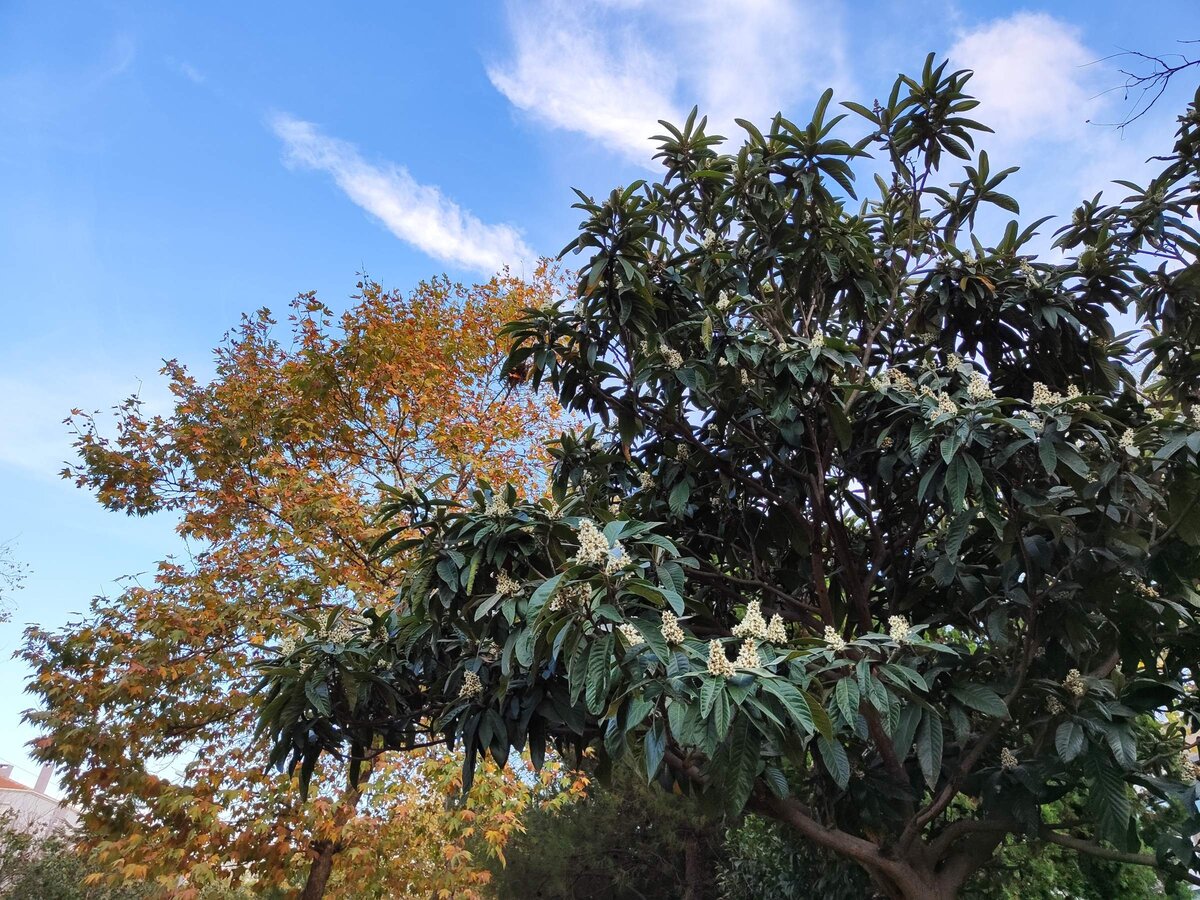 Цветущая мушмула на фоне жёлтого платана