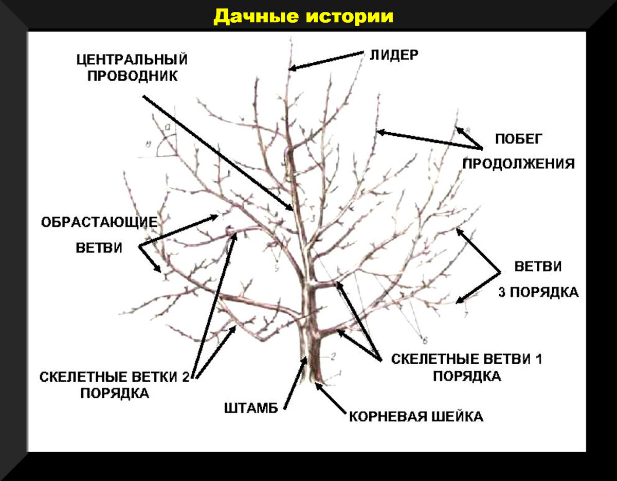 Весенние работы по классической обрезке плодовых деревьев и способы защиты  груш и яблонь от парши | Дачные истории | Дзен