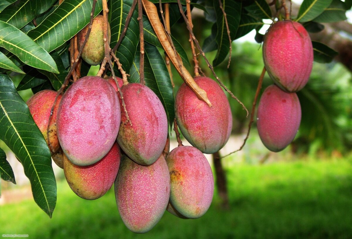 Выбор подходящего сорта манго для выращивания в России