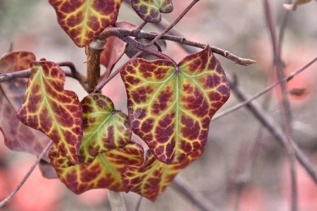 Плющ кавказский. Севастополь в январе