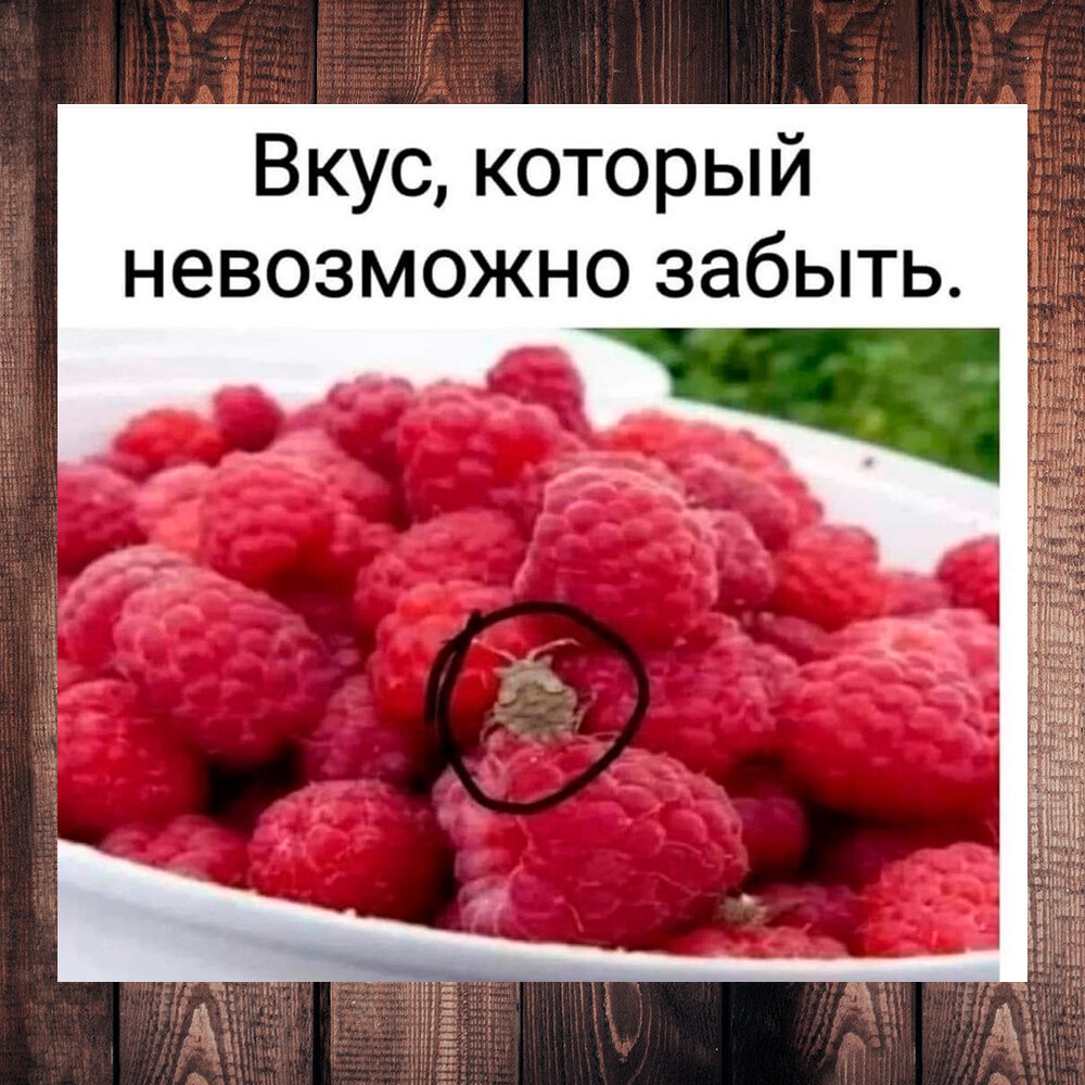 Не дави, а то пожар будет». Самые безобидные жучки из детства -  «солдатики», они же - «пожарники» | Степан Корольков~Хранитель маяка | Дзен