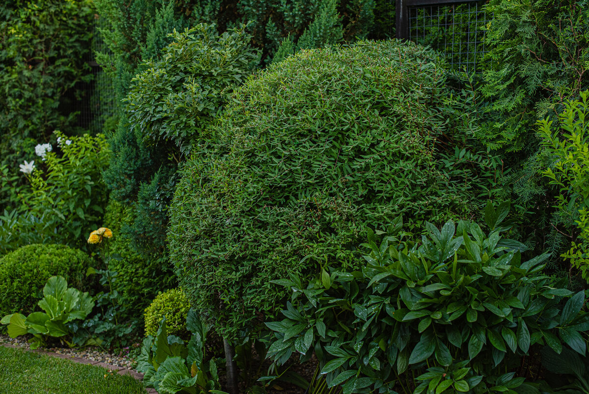 Спирея серая в стрижке. «Жертвую» цветами во имя шаровидной формы.