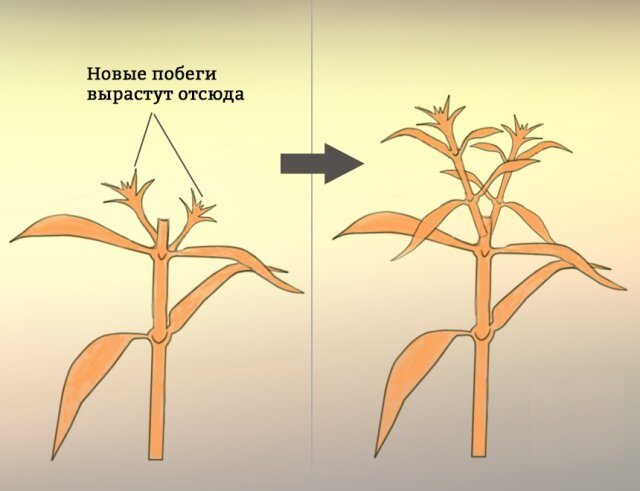 Схема прищипывания петунии