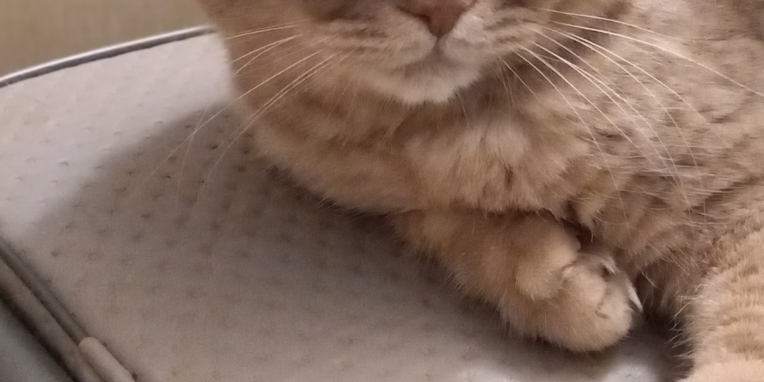 Что может случиться с вашей кошкой